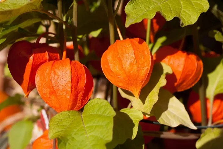 Benefits and Effects of Ashwagandha