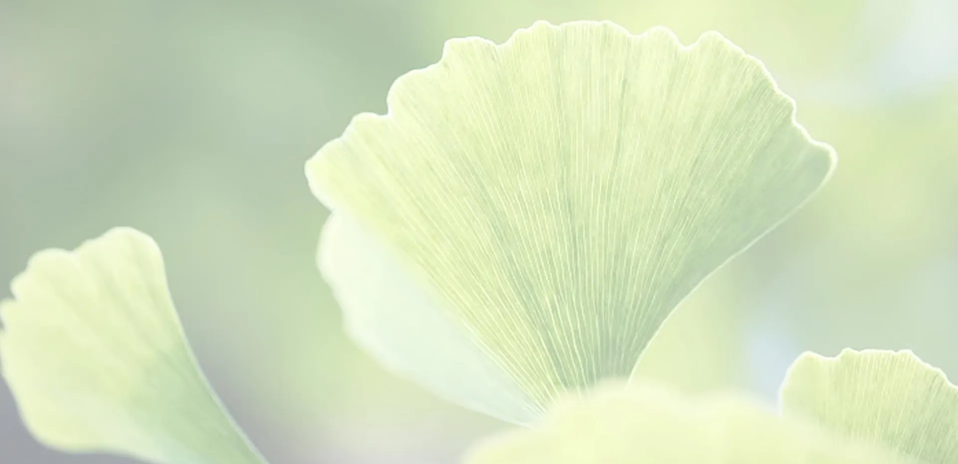 Plant Extracts